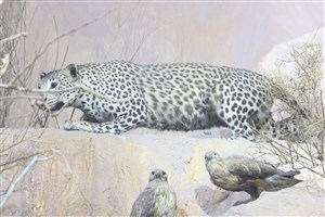 Image description is not available for 1995.1.1